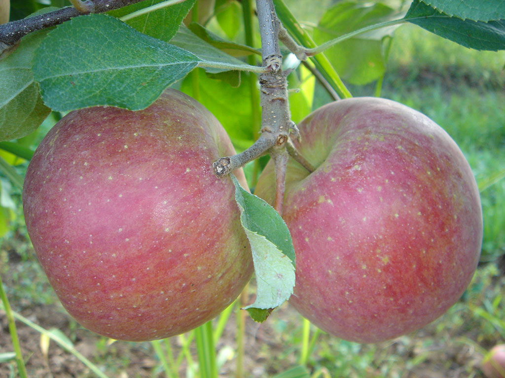 Яблоня фуджи описание опылители. Фуджи (сорт яблони). Сорт яблок Фуджи. Яблоня Фуджи Кику. Фуджи (сорт яблони) сорта яблони.