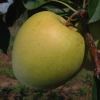 Golden 02 C8 004