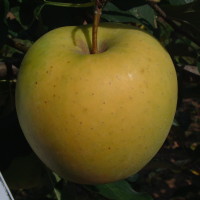 Golden 02 C8 006