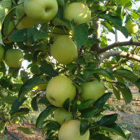 Golden-Delicious-2