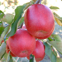 Joya-Cripps-Red-1