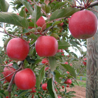 Joya-Cripps-Red-5