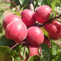 Monabri 1