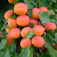 Orangered-2