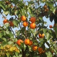 Orangered 3