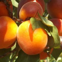 Orangered