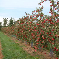 Cripps Red* port arbre