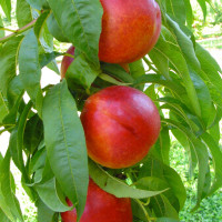 WESTERN-RED-4