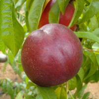 WESTERN-RED-5